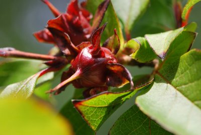 Stewartia sinensis - stewartie čínská - plody (zrající)